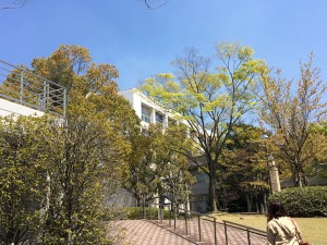 キャンパスの緑-1